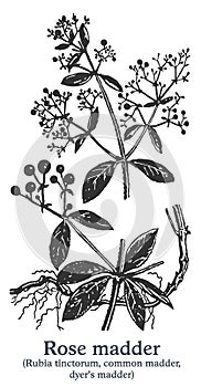 Rose madder. Vector hand drawn plant. Vintage medicinal plant sketch. photo