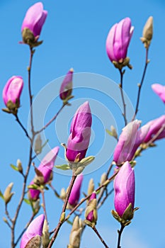 Rose magnolia flower bud