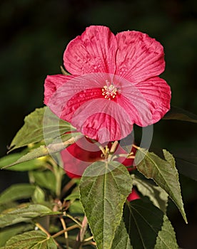 Rose mallow