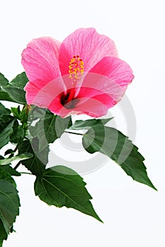 Rose mallow close-up