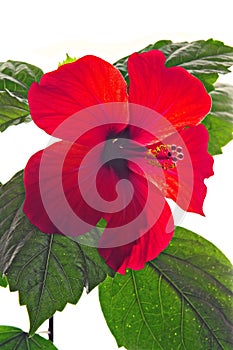 Rose mallow close-up