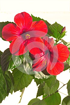 Rose mallow close-up