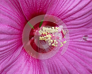 Rose mallow closeup