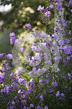 Rose Mallow flowers