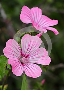 Rose Mallow or Regal Mallow. Malvaceae Family.