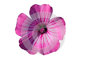 Rose Mallow or Regal Mallow. Malvaceae Family. Isolated on white.