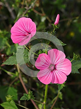 Rose Mallow or Regal Mallow. Malvaceae Family. photo