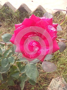 Rose