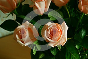 Rose Many Gentle Pink Buds Petals Bouquet Background