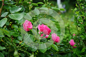 Rose \'Marion\' bush blooms profusely with pink flowers in the garden. Berlin, Germany
