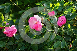 Rose \'Marion\' bush blooms profusely with pink flowers in the garden. Berlin, Germany