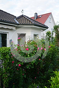 Rose \'Marion\' bush blooms profusely with pink flowers in the garden. Berlin, Germany