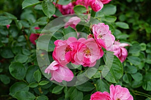 Rose \'Marion\' bush blooms profusely with pink flowers in the garden in June. Berlin, Germany
