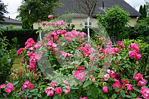 Rose \'Marion\' bush blooms profusely with pink flowers in the garden in June. Berlin, Germany