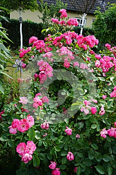 Rose \'Marion\' bush blooms profusely with pink flowers in the garden in June. Berlin, Germany