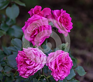 Rose maritim five large bright pink terry flowers