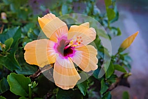 Rose marshmallow hibiscus (Hibiscus syriacus