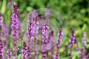 Rose marvel salvia nemorosa flowers