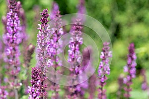 Rose marvel salvia nemorosa flowers