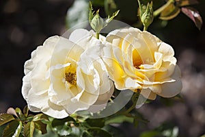 Rose at Merrick Rose Garden