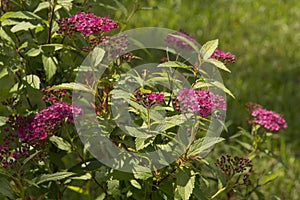 rose milkflower bushes with small dark pink flowers