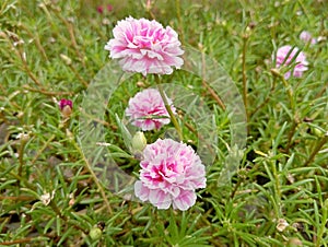 Rose moss, a flower that blooms at nine in the morning