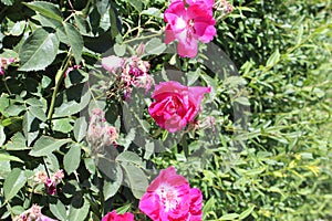 Rose moss Portulaca grandiflora b