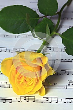 Rose and music