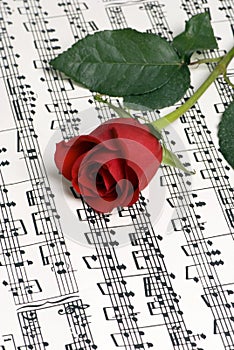 Rose Music 3