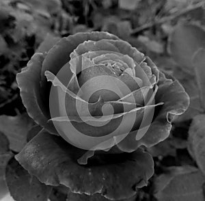 Rose in my garden 2 photo