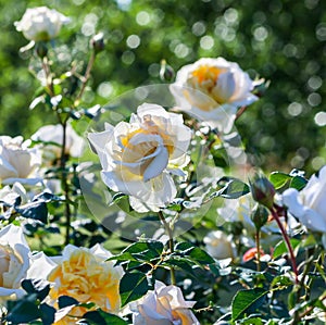 Rose my girl bushes of roses are white with yellow color