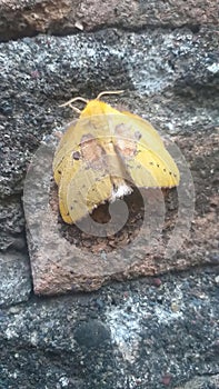 Rose Myrtle Lappet Moth