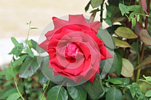 Rose nature france verdure essonne