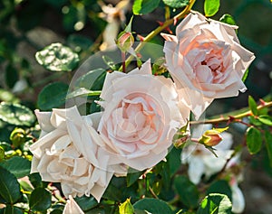 Rose new dawn three large white and pink flowers