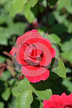 Rose Oklahoma