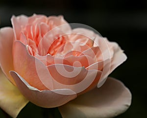 Peach rose in side view