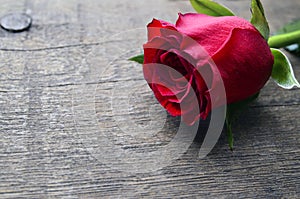 Rose on old wooden background for Valentine`s Day with copy space.Valentine rose.