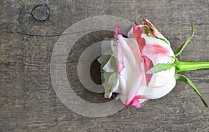 Rose on old wooden background for Valentine`s Day with copy space.Valentine rose.