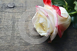 Rose on old wooden background for Valentine`s Day with copy space.Valentine rose.