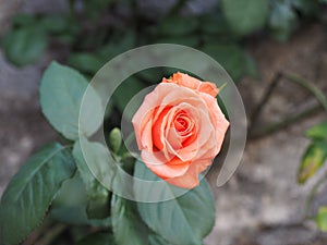 Rose orange flower scient. name Rosa