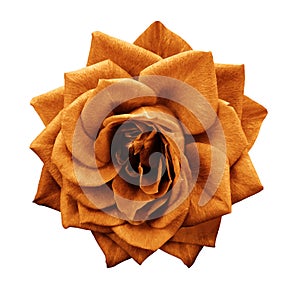 Rose orange flower on white isolated background with clipping path. no shadows. Closeup. For design.