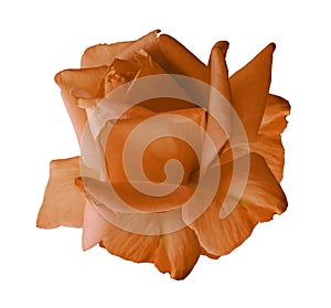 Rose Orange flower on white isolated background with clipping path. no shadows. Closeup.