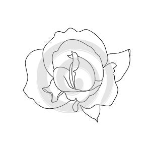 Rose outline on white background