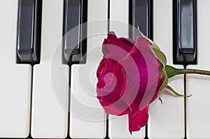 Rose over piano keys