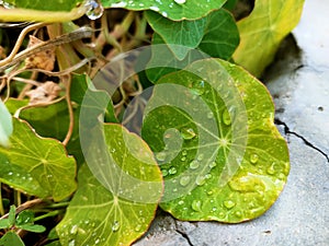 Rose paper has raindrops