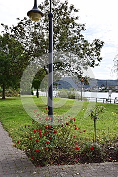 rose in a park in Braubach