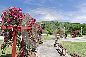 The rose in the park of Malak Preslavec