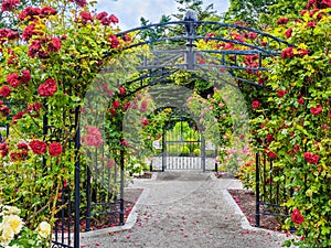 Rose passage in the park