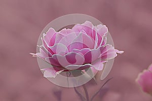 Rose pastel  mat couleur photo