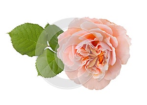 Rose of peach color isolated on white background. Selective focus